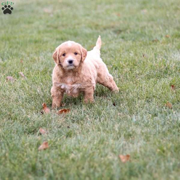 Roxy, Goldendoodle Puppy